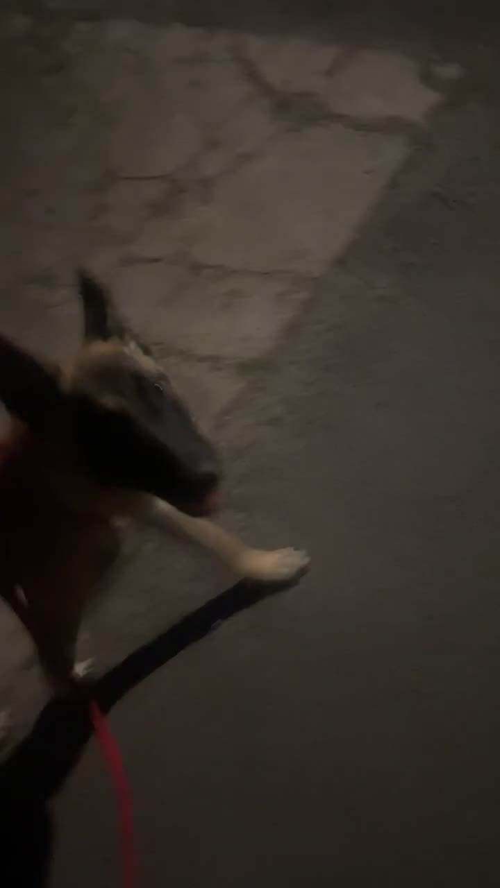 Belgian Shepherd Dog dogs for sale: Zaria  - Video 1