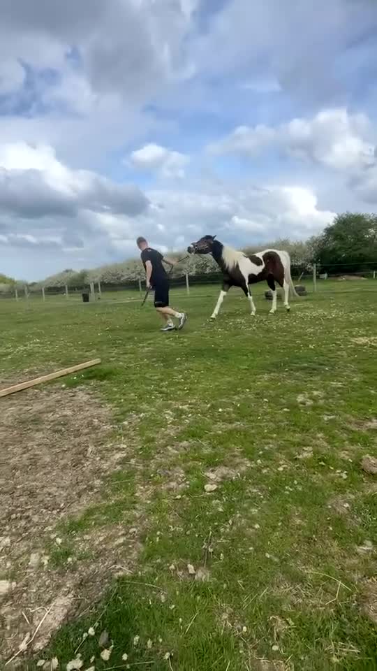 American Standardbred horses for sale: ✨destiny✨ in Sheerness - Video 1
