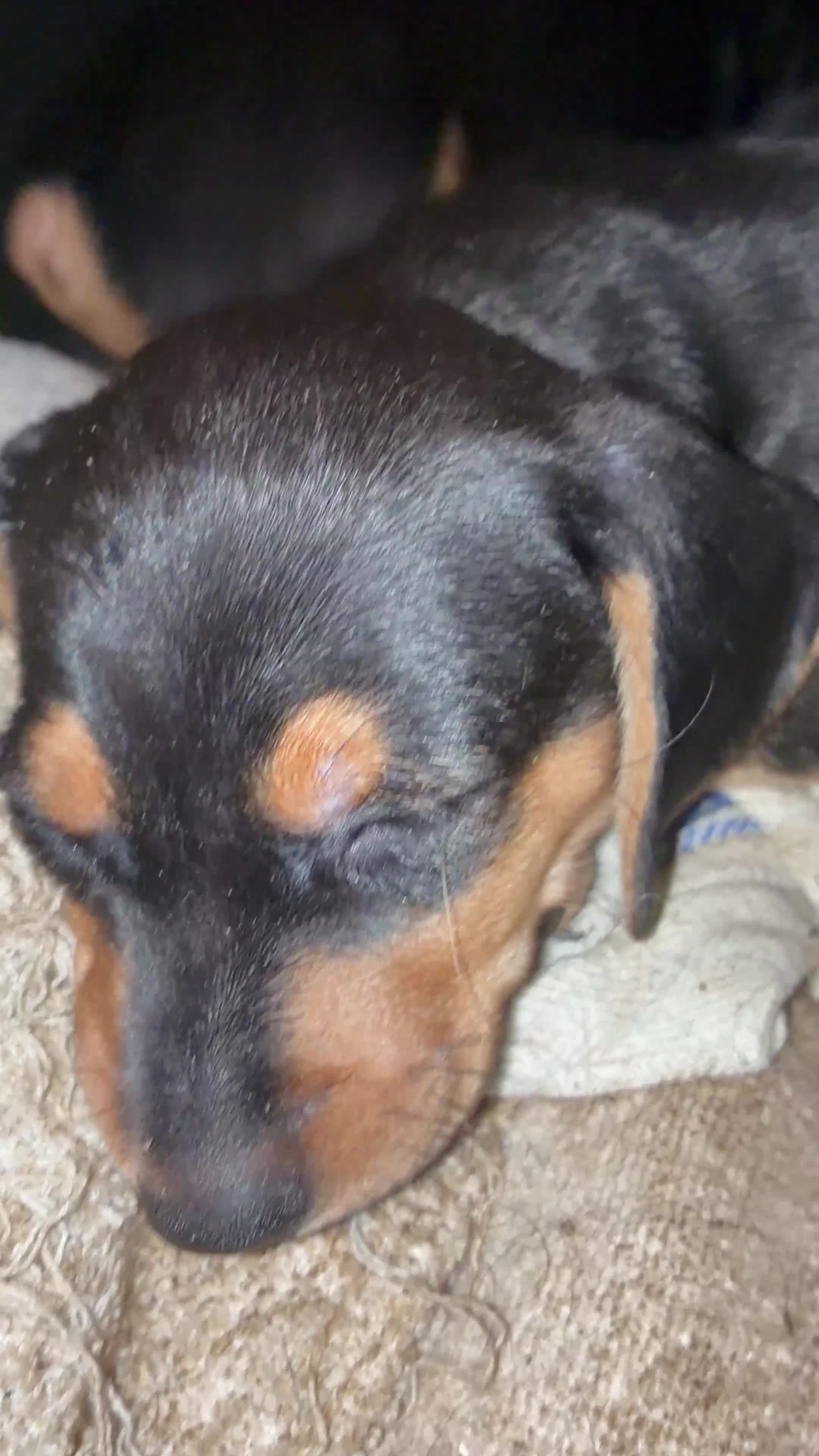 Dachshund dogs for sale: Short-Haired Dachshund Puppies  in Cheltenham - Video 1