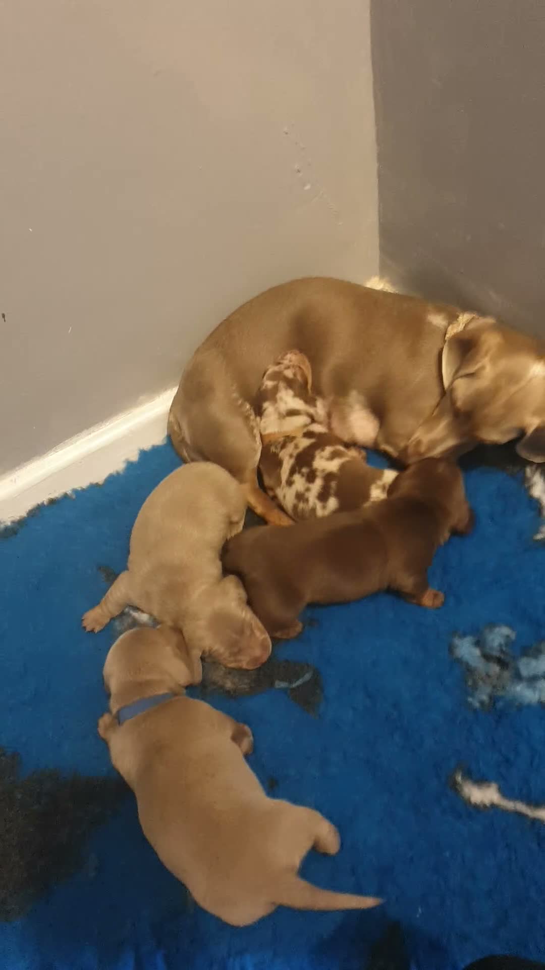 Miniature Dachshund dogs for sale: miniature dachshund - Video 1
