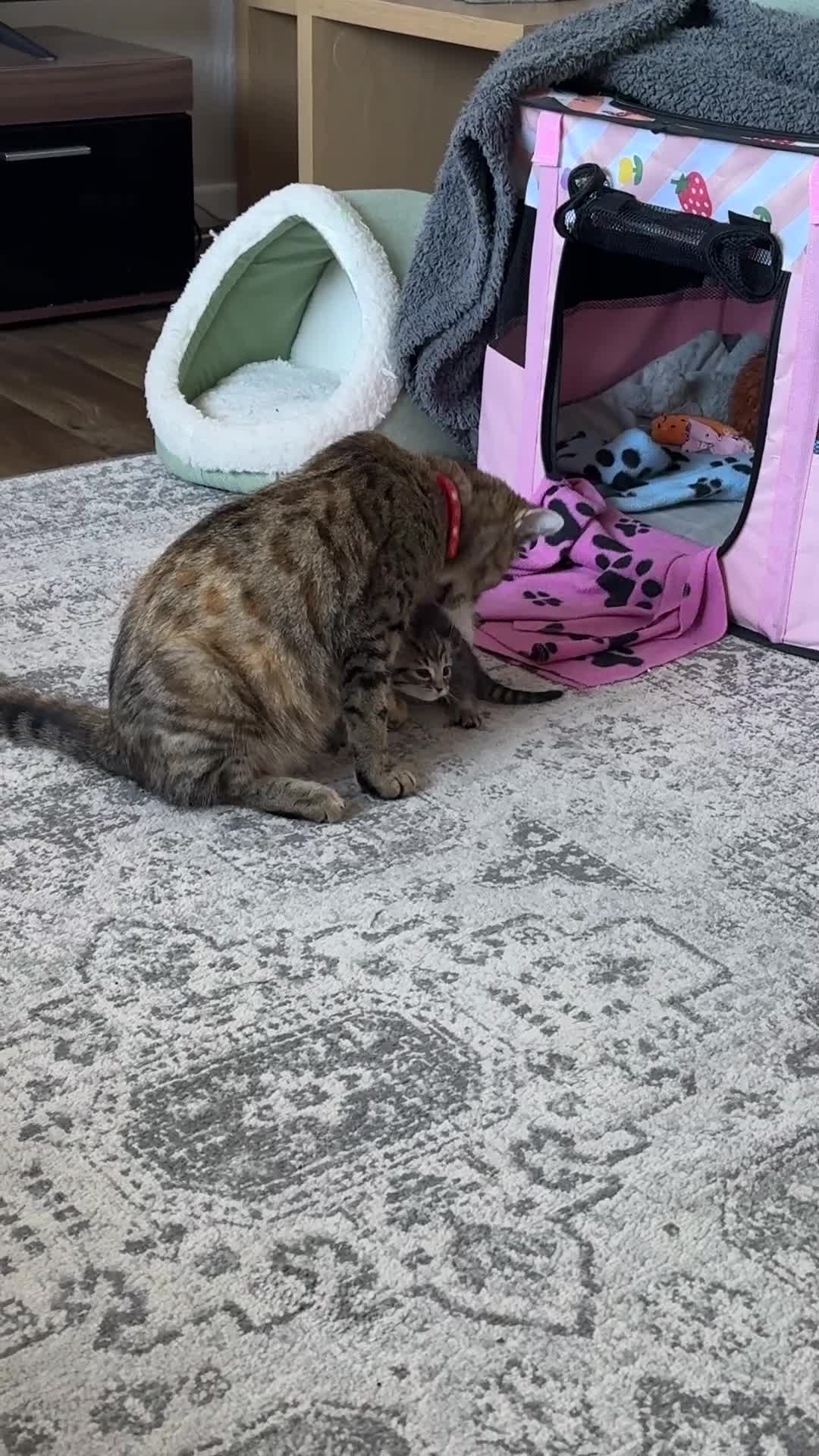 Domestic Shorthair cats for sale: Stunning little tabby/white girl kitten. - Video 4