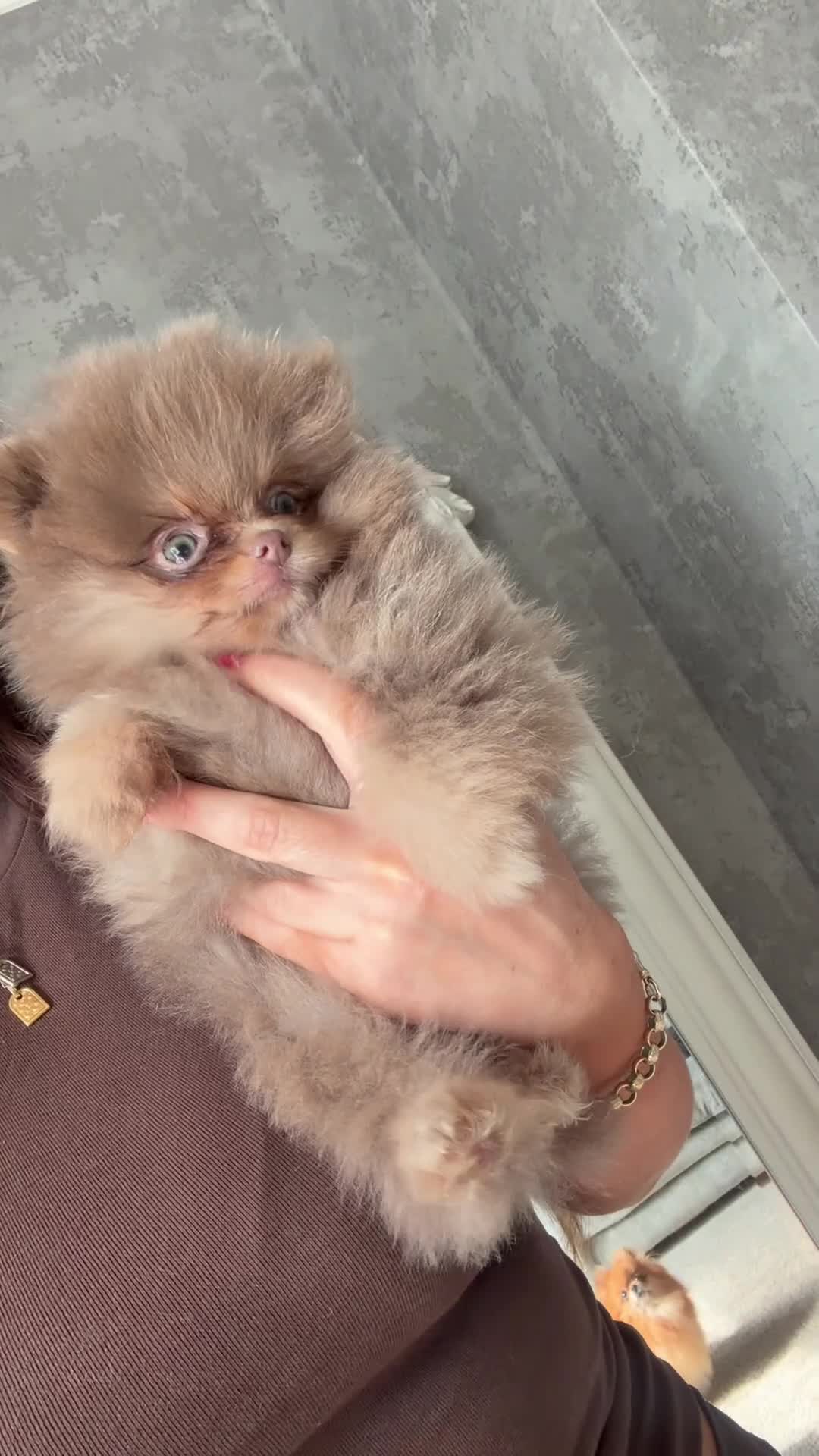Pomeranian dogs for sale: Litter of insane quality Pomeranian pups 🔥🩷  - Video 2