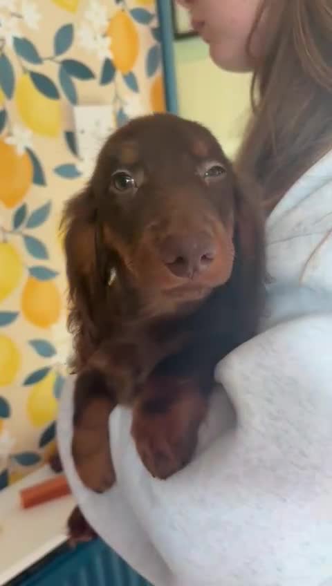 Miniature Dachshund dogs for sale: *LAST 2 BOYS* Long haired mini dachshunds😍 - Video 3