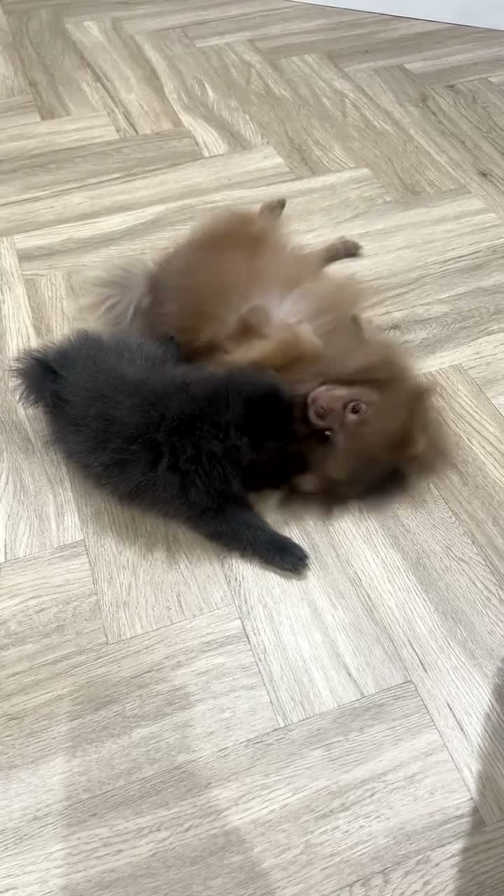 Pomeranian dogs for sale: Gorgeous Pomeranian puppy's  - Video 1