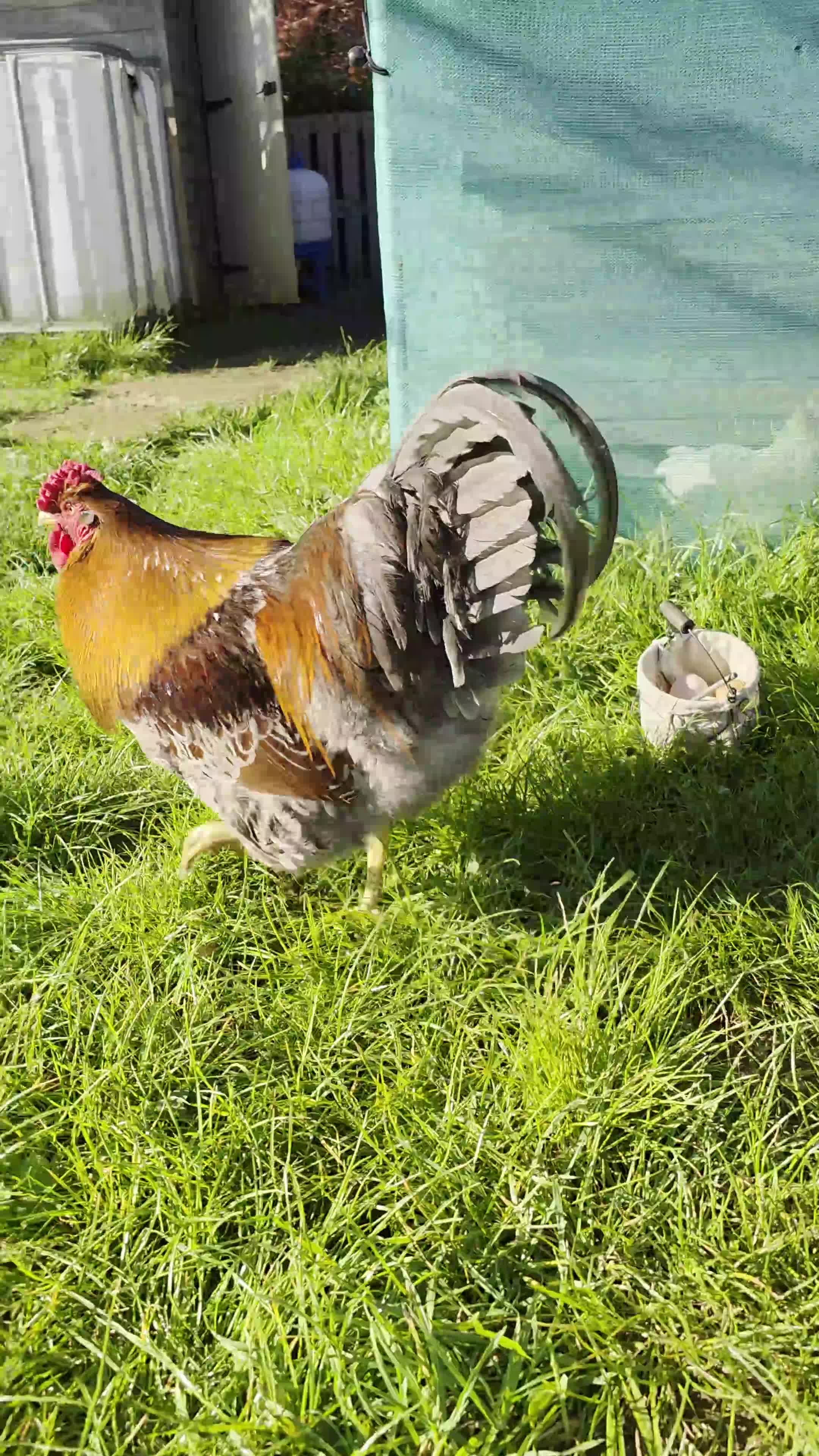 Chickens poultry for sale: Quartet of blue laced wyandotte large fowl - Video 3