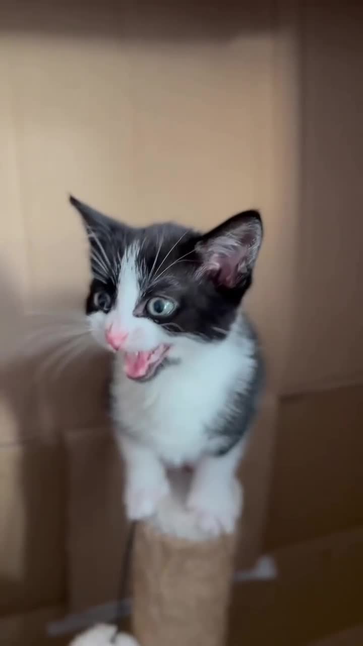 Mixed Breed cats for sale: Beautiful kittens for sale  - Video 1