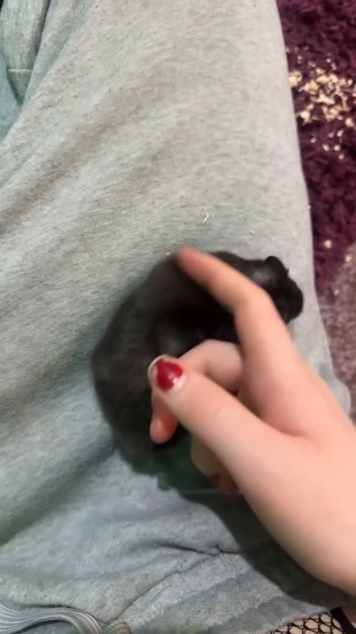 Hamster rodents for sale: Male/female hamster  - Video 5