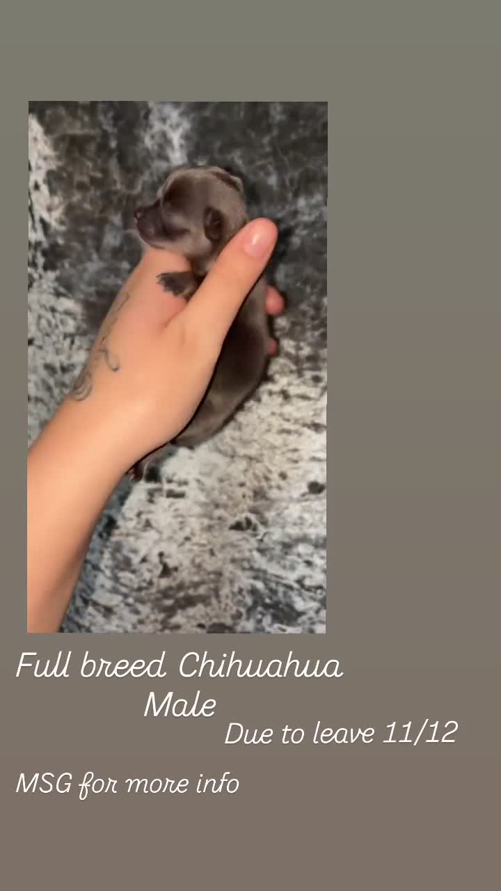Chihuahua dogs for sale: Chihuahua in Hartlepool - Video 2