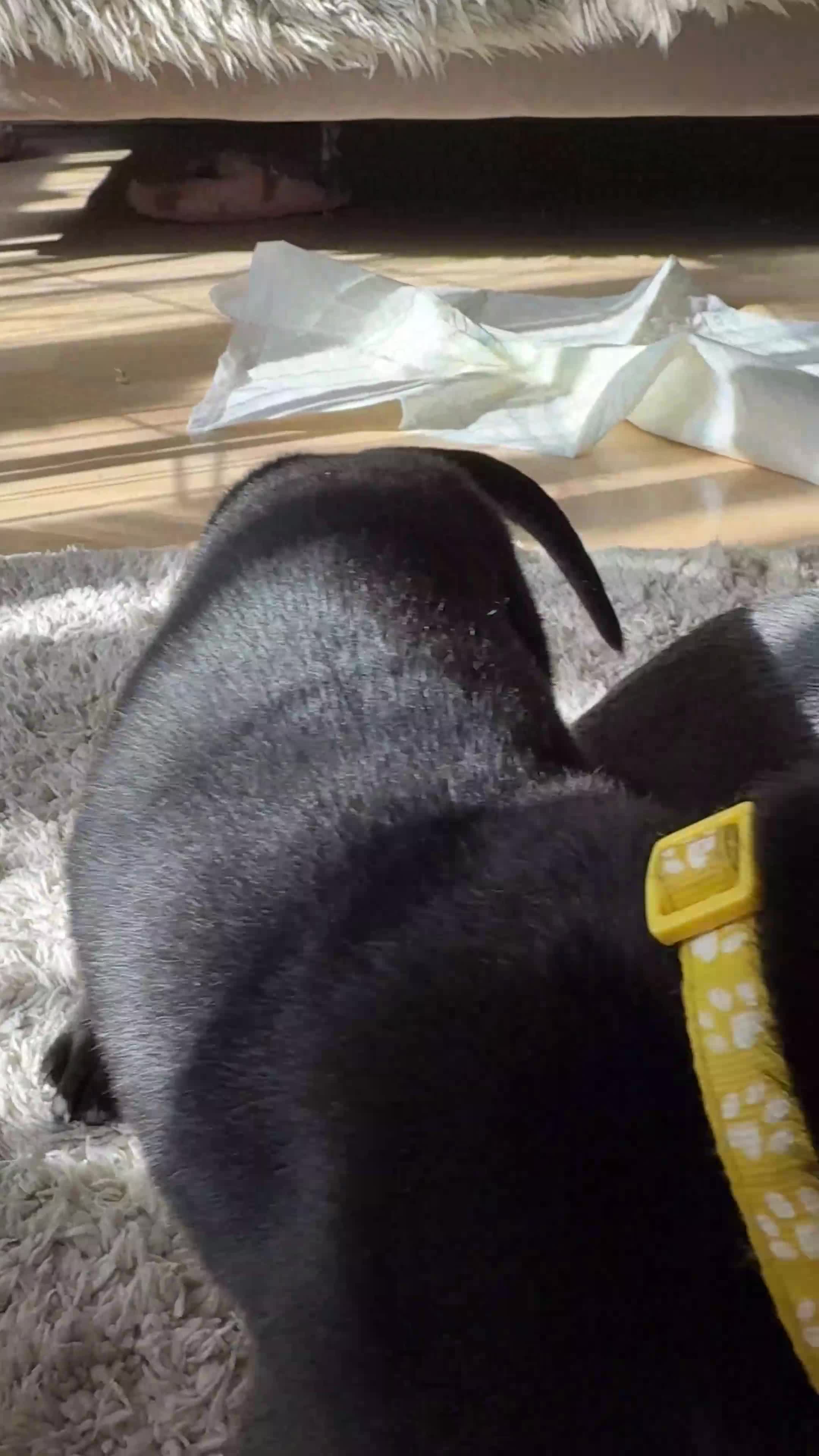 Cane Corso dogs for sale: Cane Corso puppies for sale-Black&Grey beauties!🐾 - Video 1