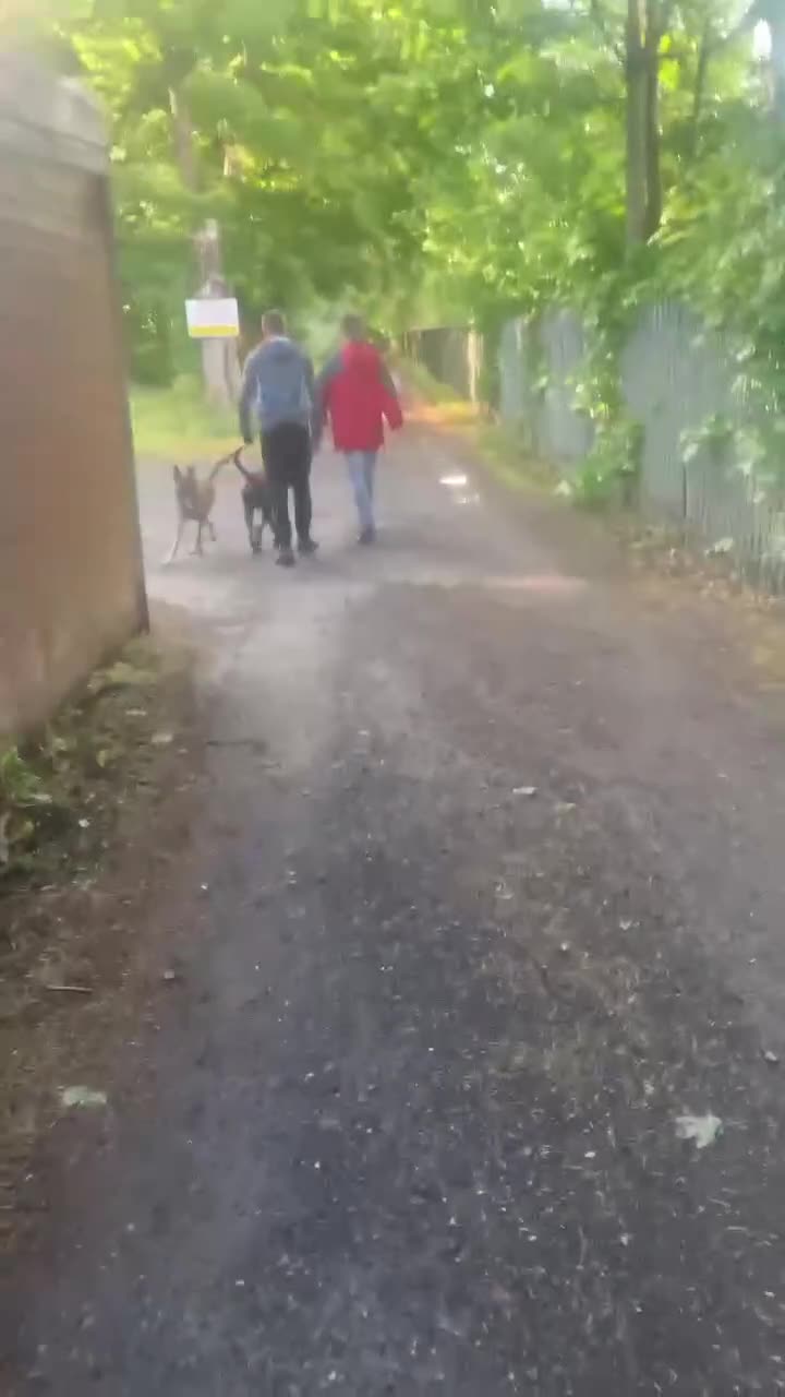Belgian Shepherd Dog dogs for sale: Belgium, Shepard  in Doncaster - Video 1