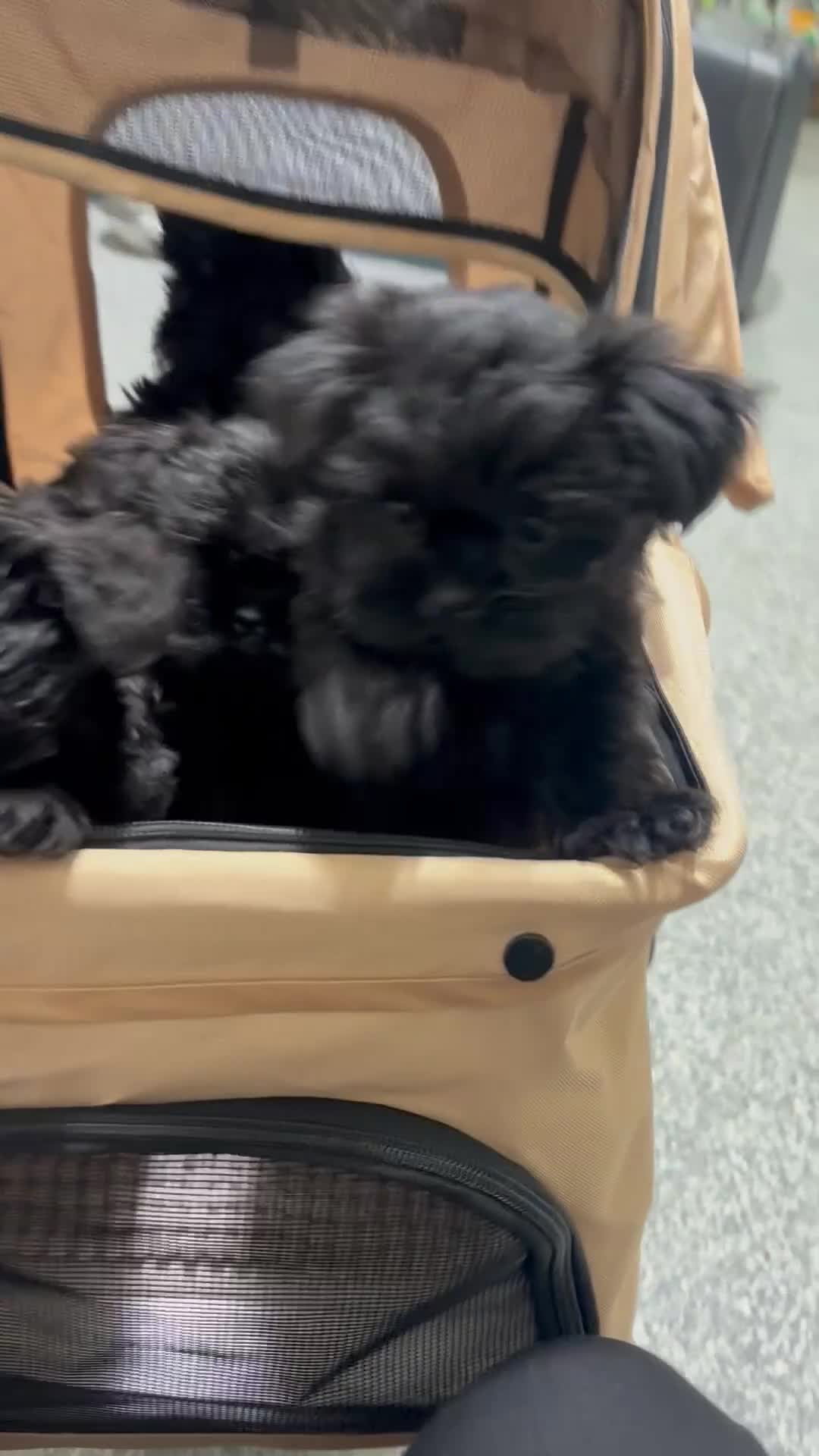 Affenpinscher dogs for sale: Affenpinscher puppies  - Video 1