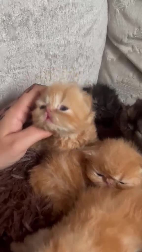 Persian cats for sale: Persian kittens looking for their forever home  in Burton-on-Trent - Video 1