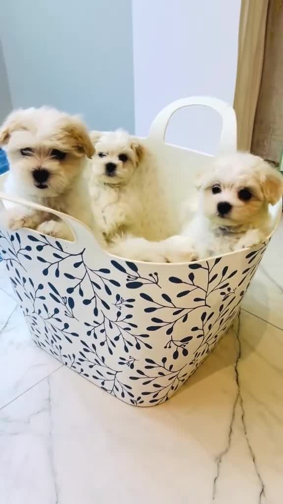 Maltese dogs for sale: Maltese -small size hypoallergenic-3 boys one girl - Video 1