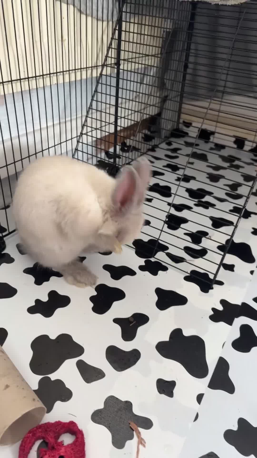 Mini Lion Lop rabbits for sale: beautiful male mini lop x lion head for sale  in Chorley - Video 1