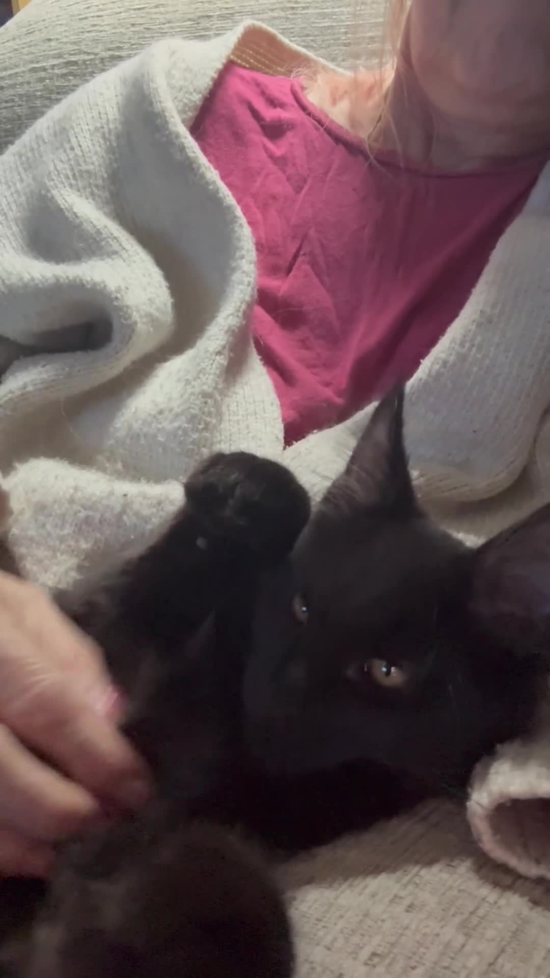 Maine Coon cats for sale: TICA MAINE COON BOY - £800.   - Video 3