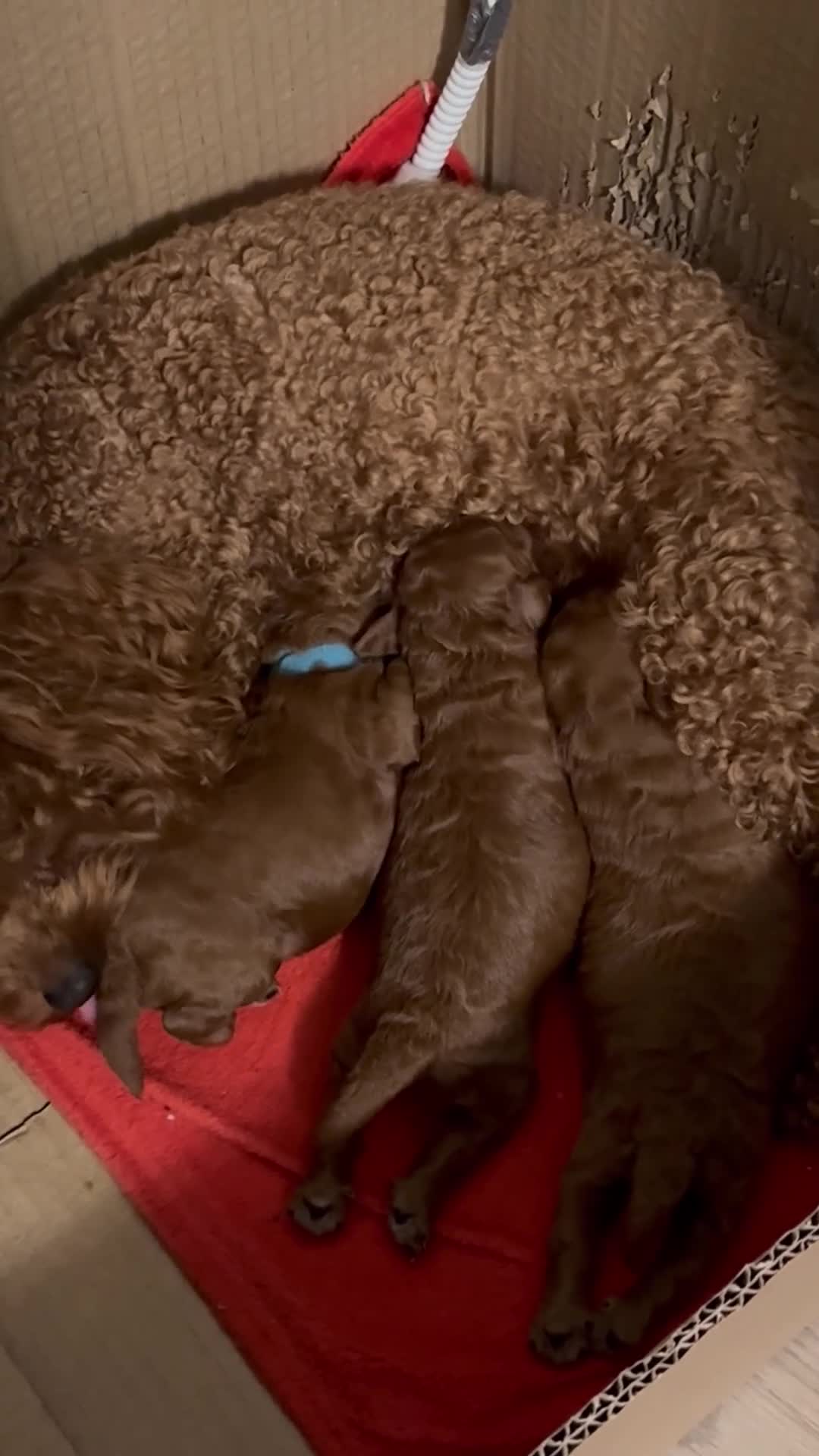 Toy Poodle dogs for sale: Asian Poodle Puppies  - Video 1