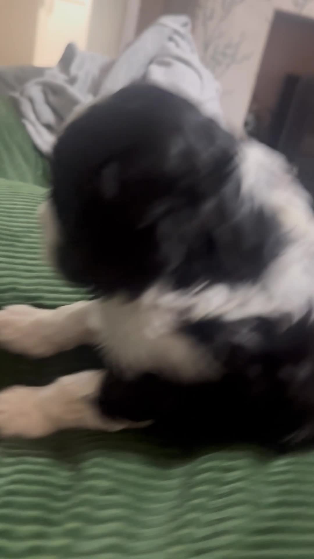 Mixed Breed dogs for sale: Beautiful Cocka/Cavapoo puppies.  - Video 3