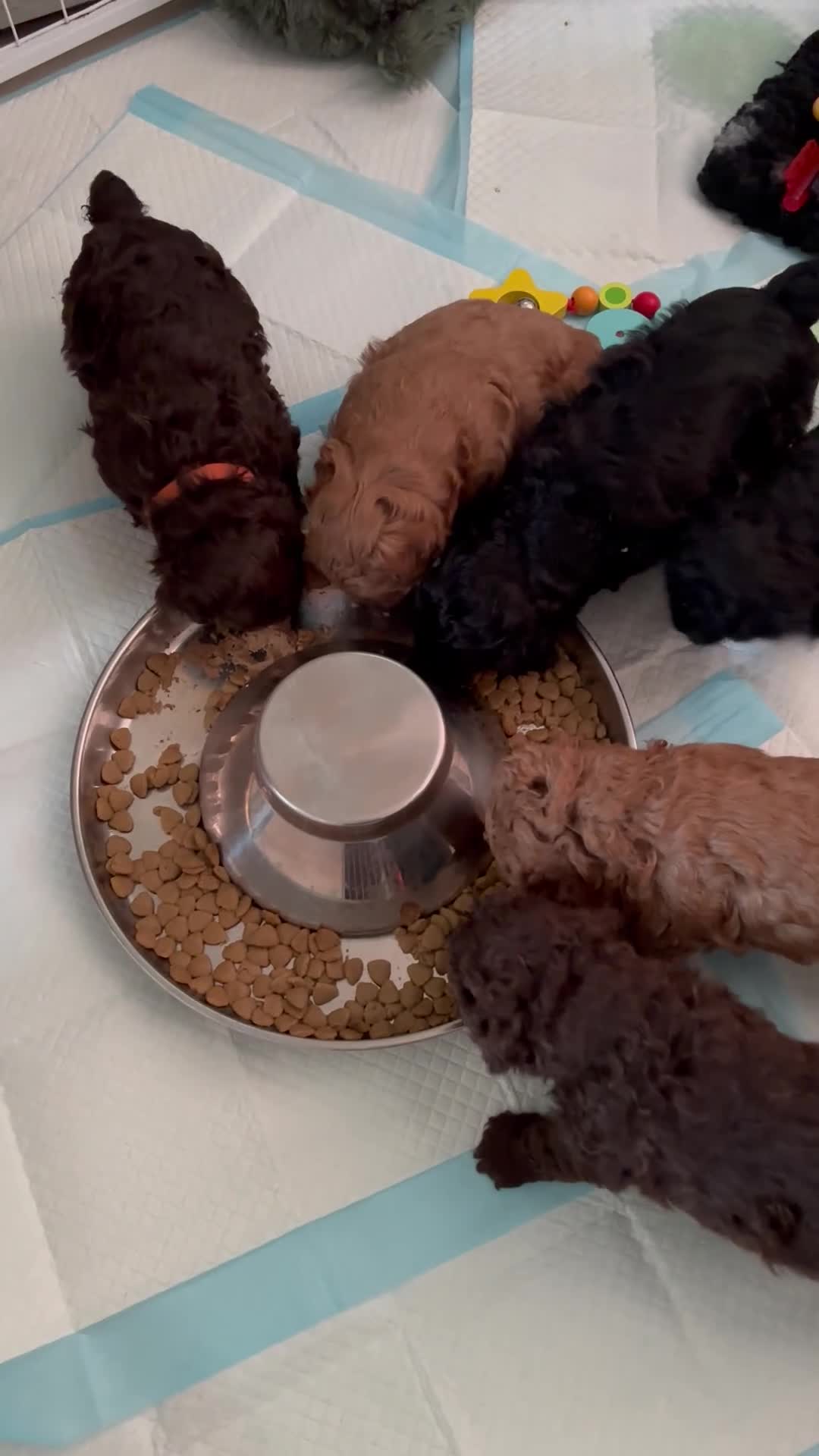 Poochon dogs for sale: ONLY 2 BOYS LEFT!!! TOY POOCHON TEDDY BEARS in Chorley - Video 5