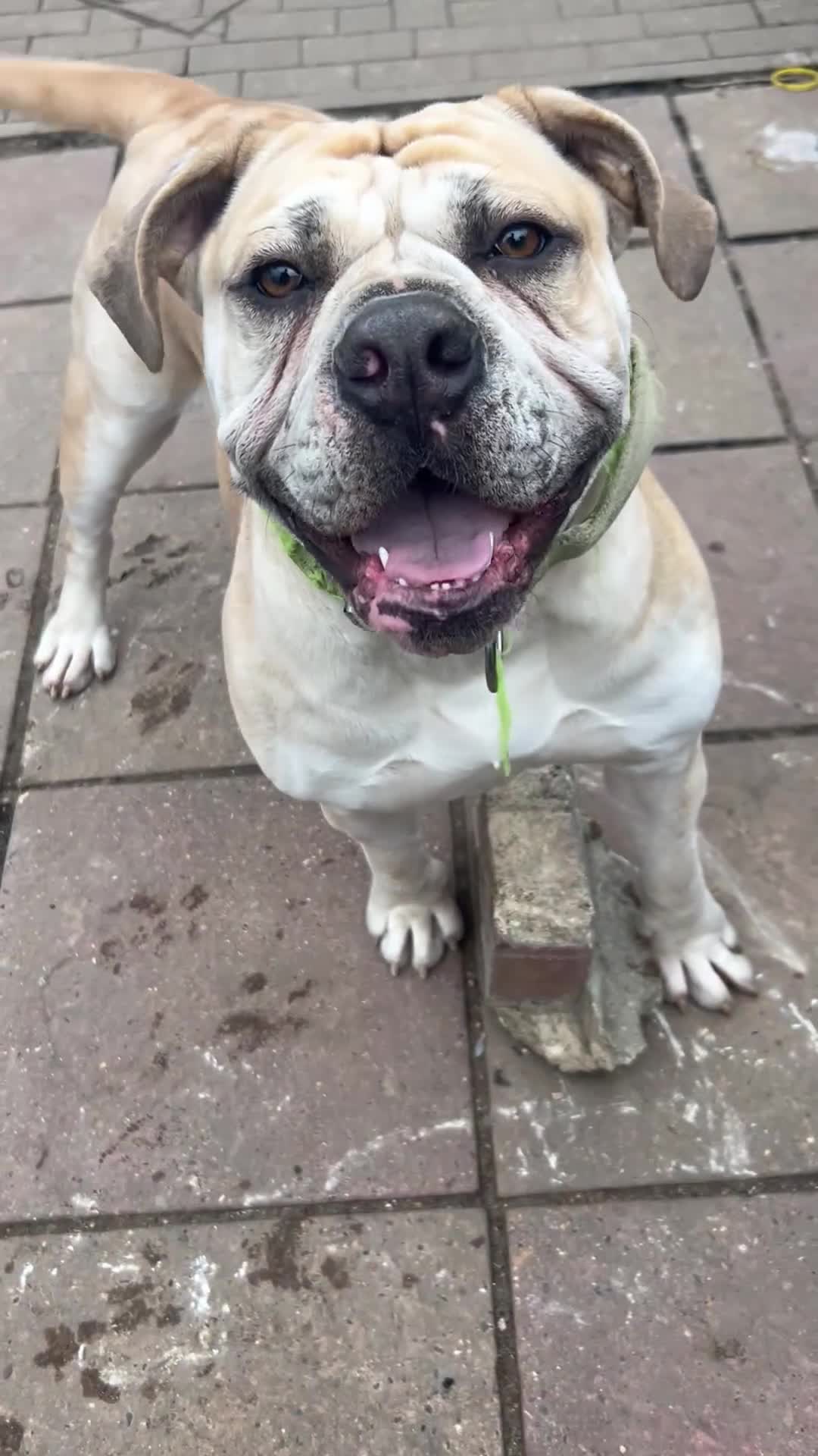 Alapaha Blue Blood Bulldog dogs for sale: Maggie - Video 1