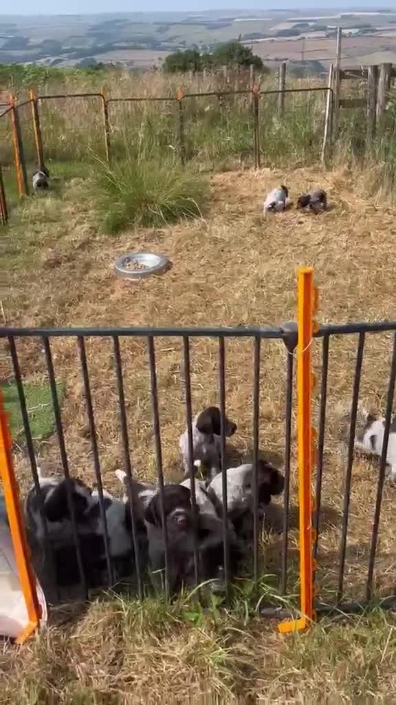 German Wirehaired Pointer dogs for sale: Wiredhaired German pointer pups hi - Video 1