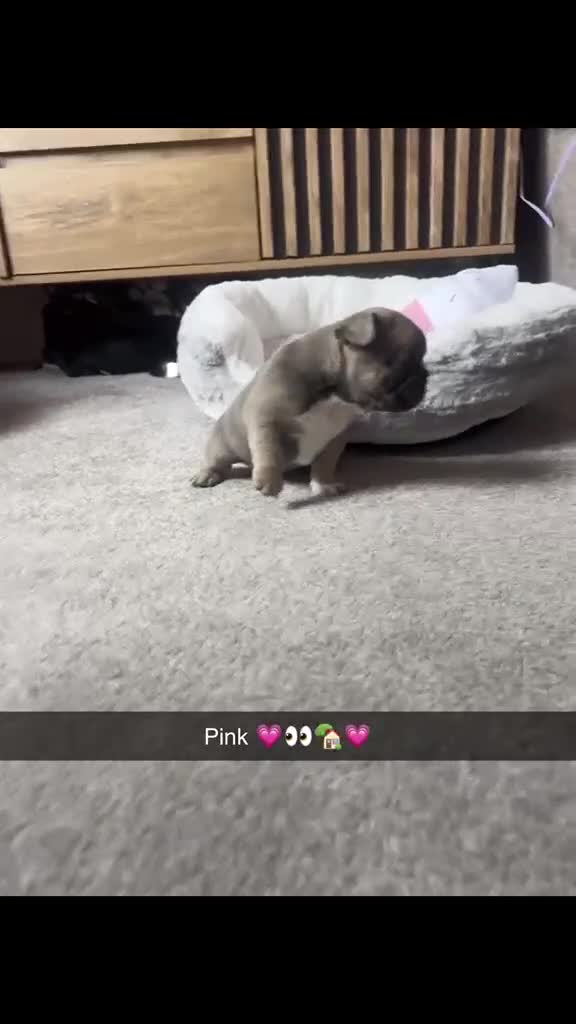 French Bulldog dogs for sale: L4 FLUFFY FRENCH BULLDOG PUPPIES — 2 AVAILABLE  - Video 5