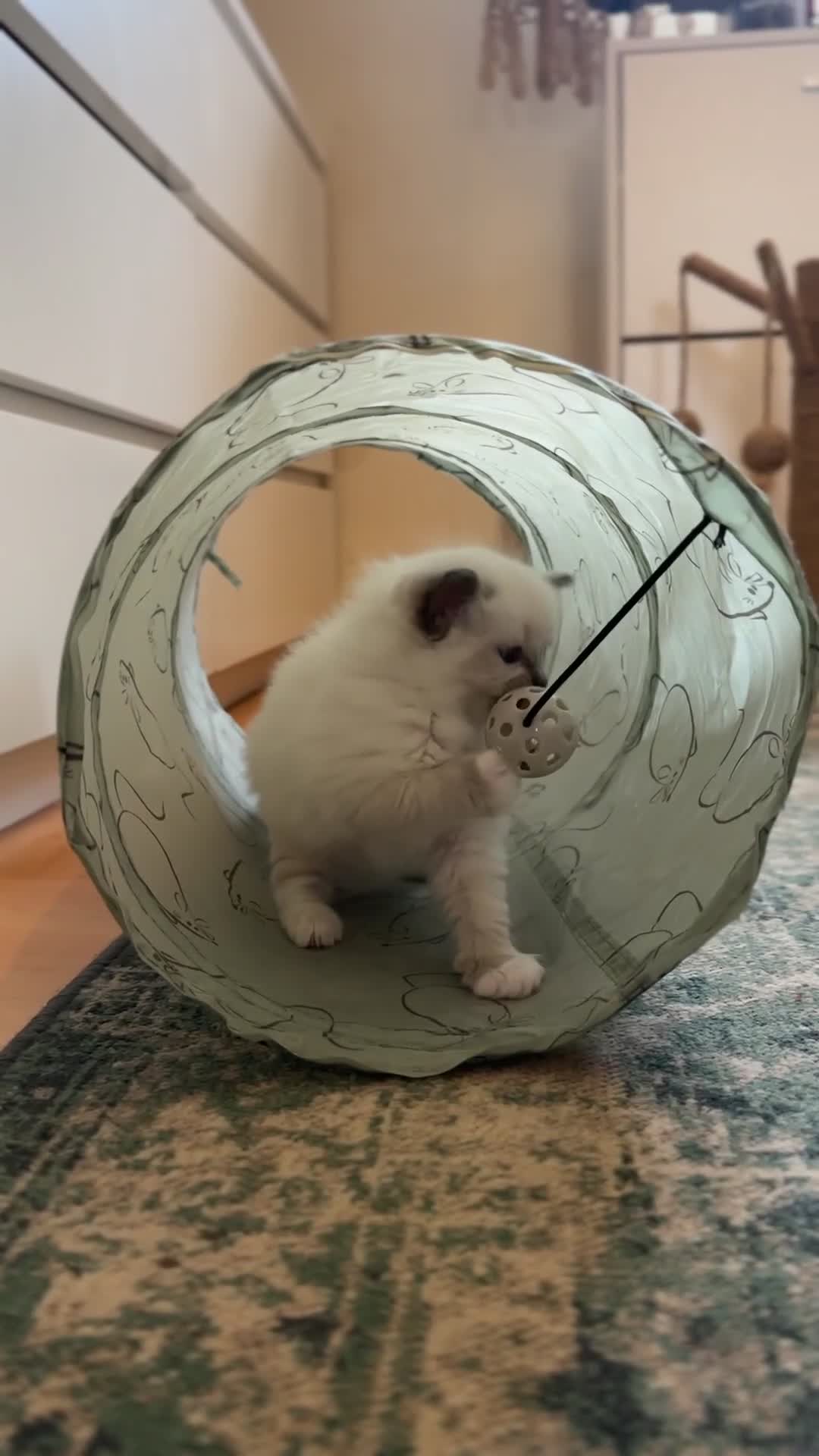 Ragdoll cats for sale: Exceptional Quality Ragdoll Kittens  - Video 5