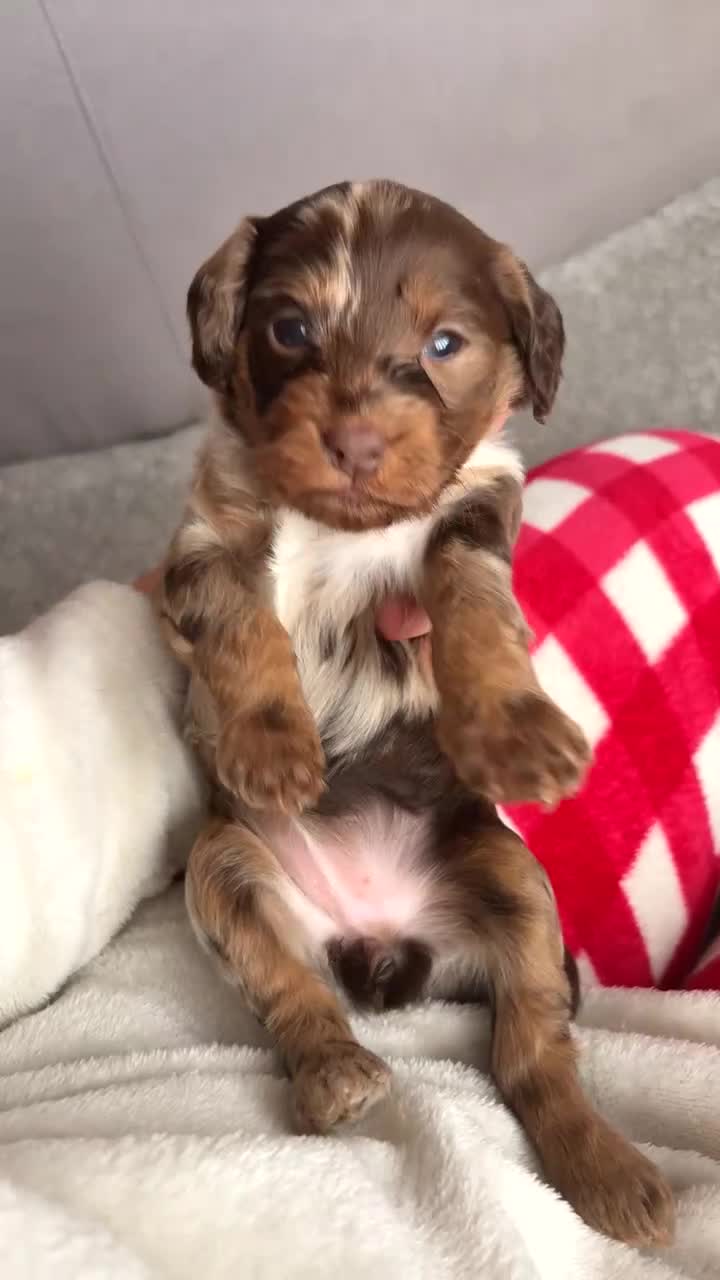 Mixed Breed dogs for sale: Merle Cocker cross jackapoo puppies - Video 3