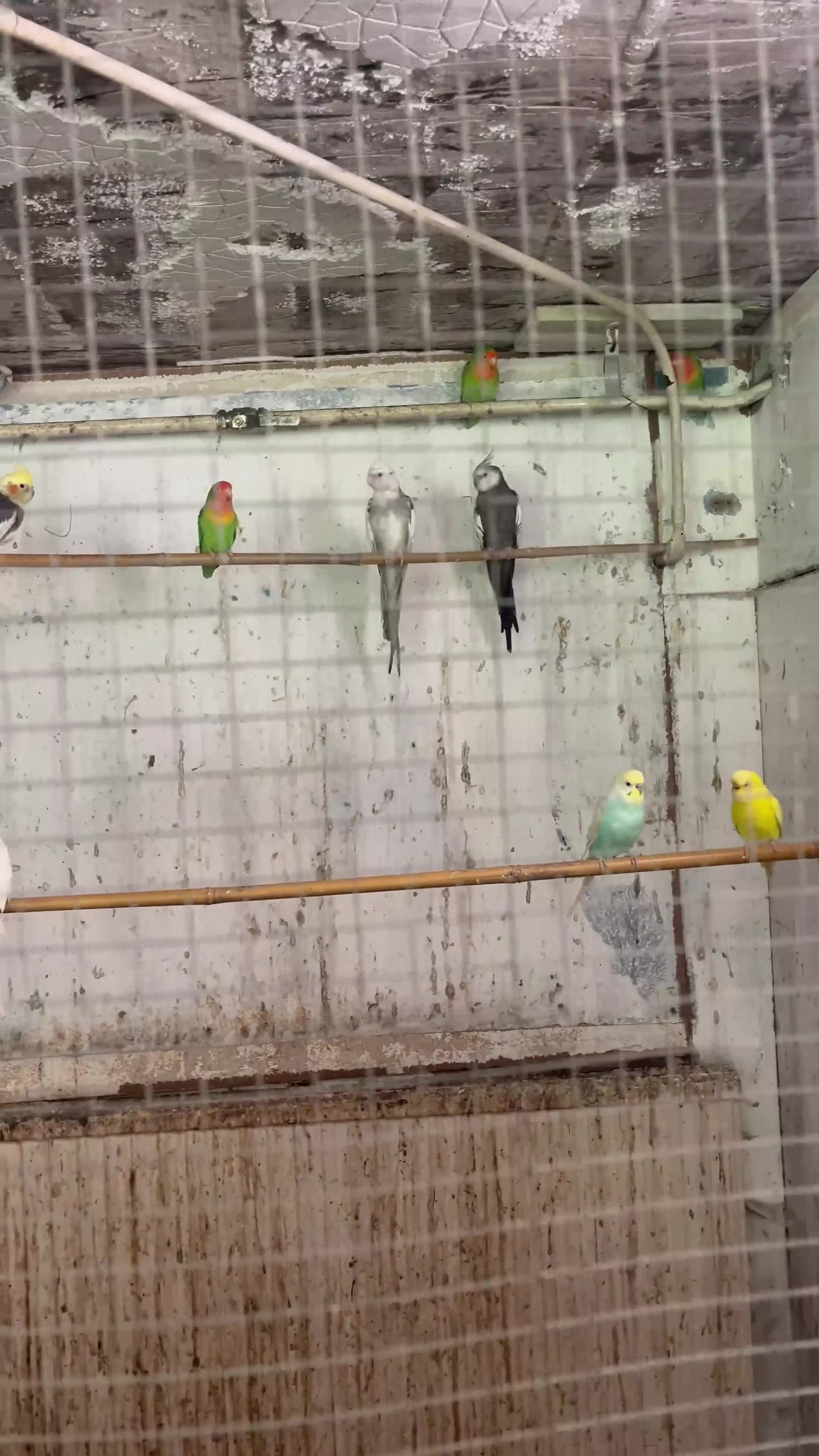 Lovebirds birds for sale: Mixed bird’s  in Prenton - Video 3