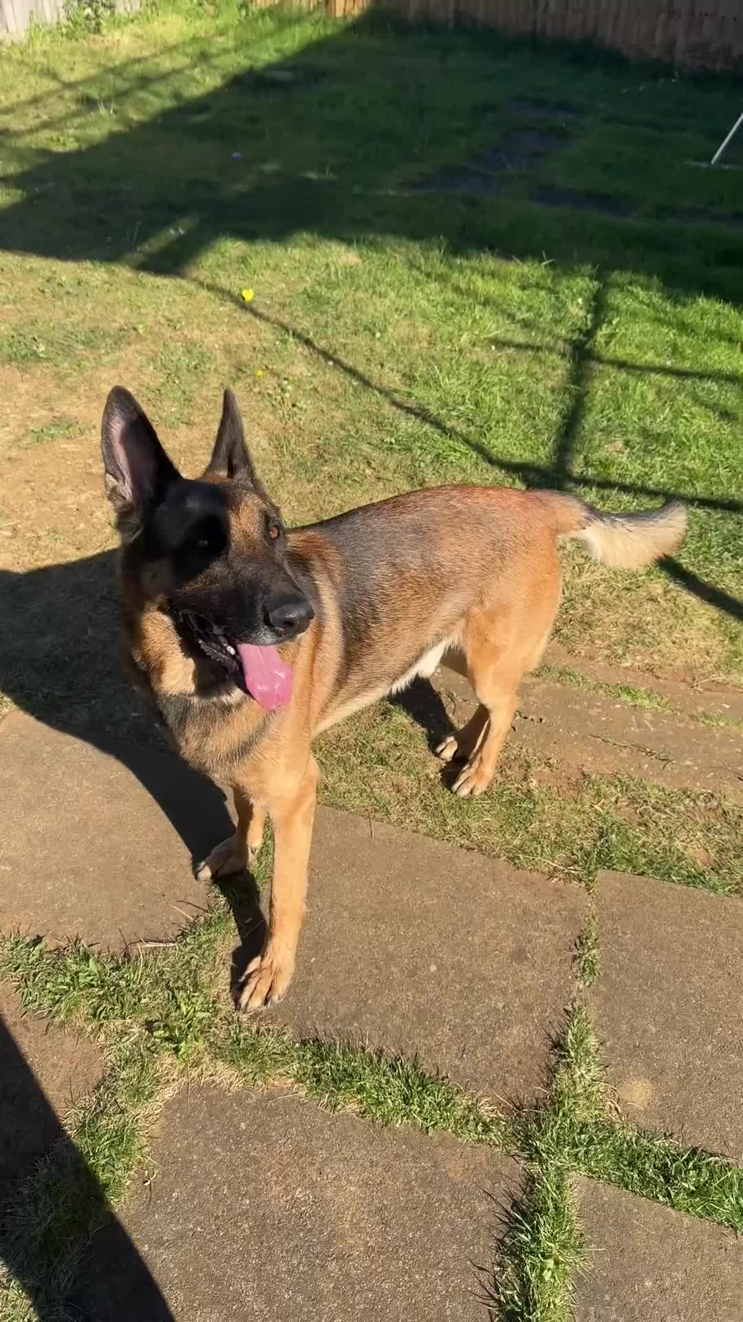 Mixed Breed dogs for sale: German shepherd  - Video 2