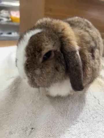 English Lop rabbits for sale: Boy rabbit - Video 1