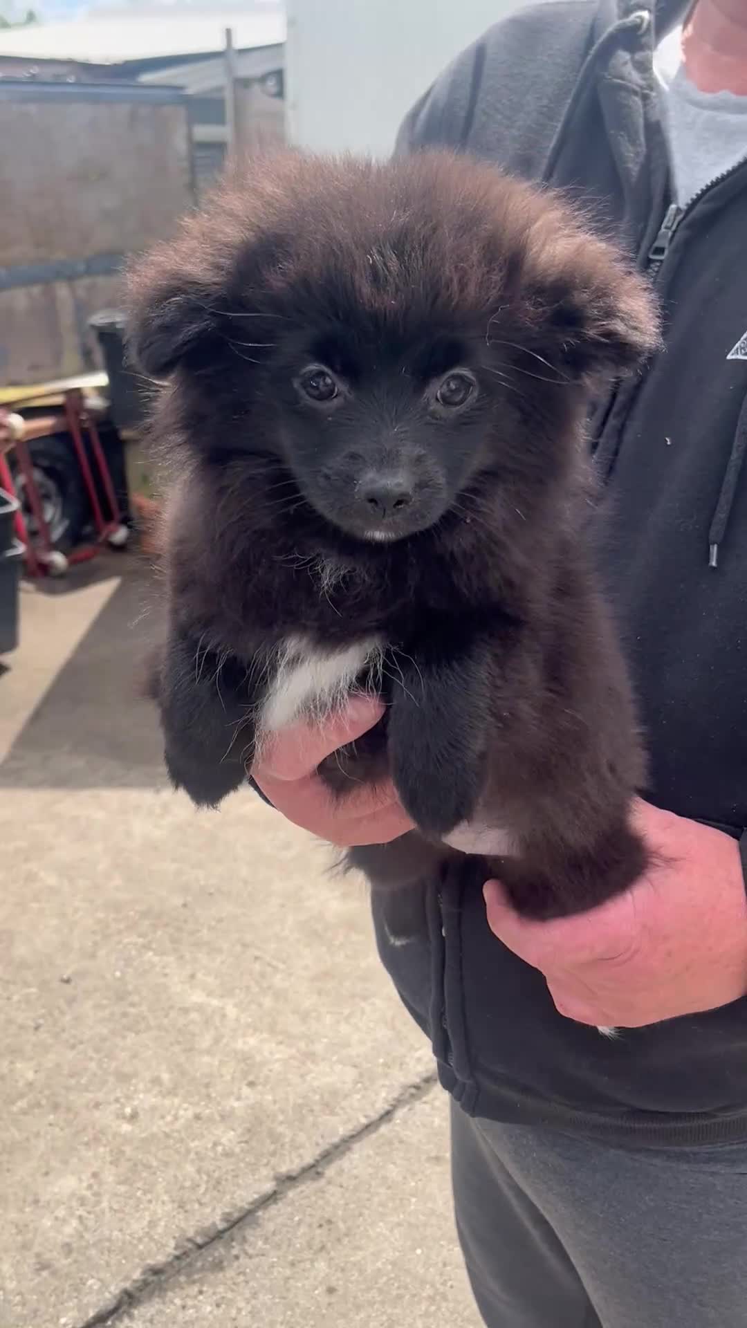 Pomeranian dogs for sale: Here I have 3 loving Pomeranian females  - Video 1