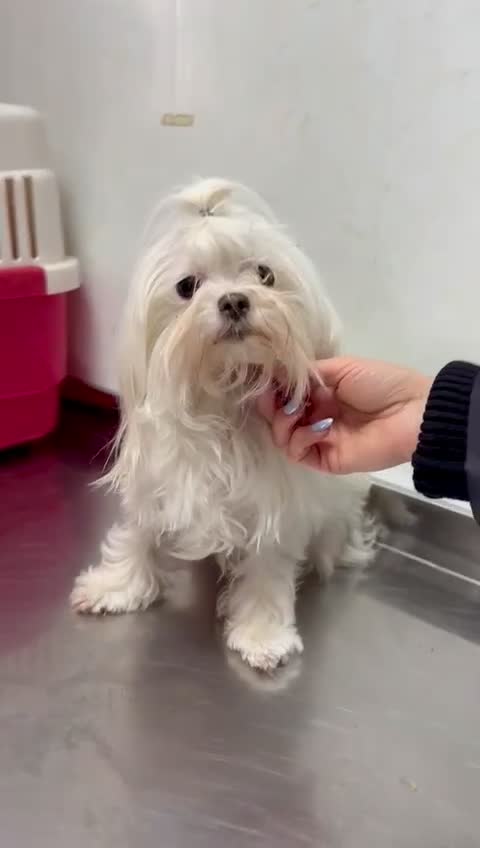 Maltese dogs for adoption: Crystal: The Little Dog Who Survived - Video 1