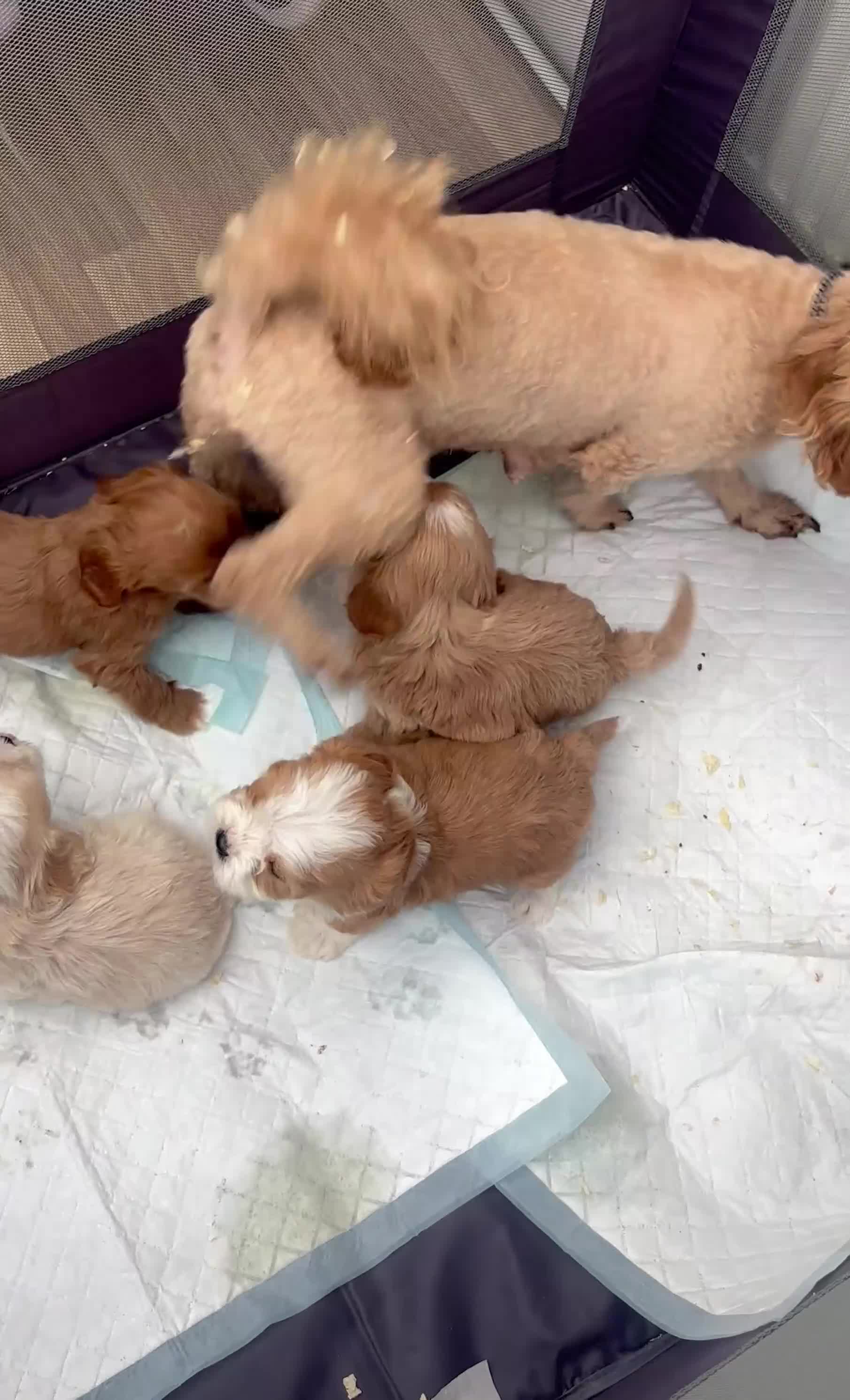 Cavapoo dogs for sale: Beautiful cavapoo pups from family home  - Video 1