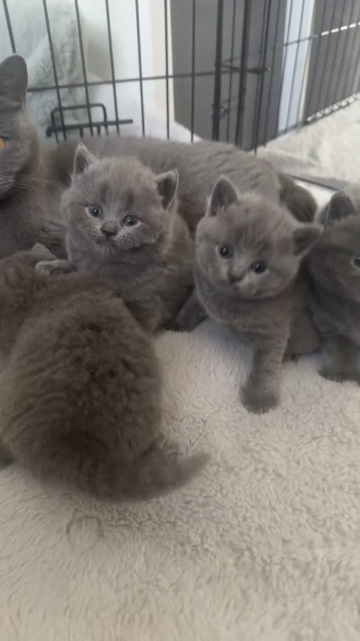 British Shorthair cats for sale: Beautiful 😍 GCCF British shorthair kittens - Video 1