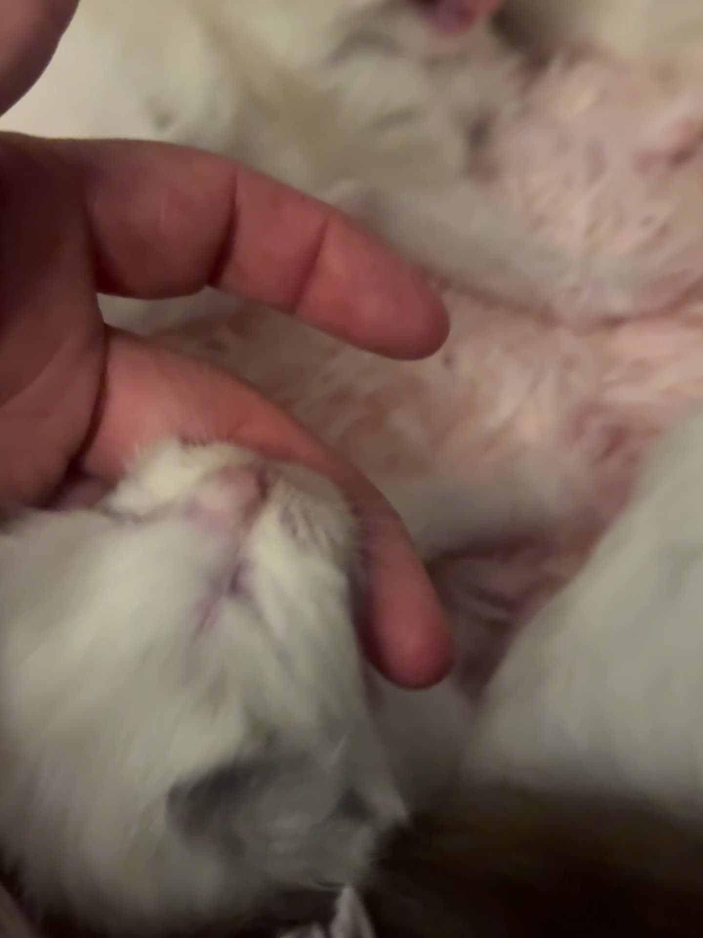 Ragdoll cats for sale: Cherubim mink ragdoll girl  - Video 1