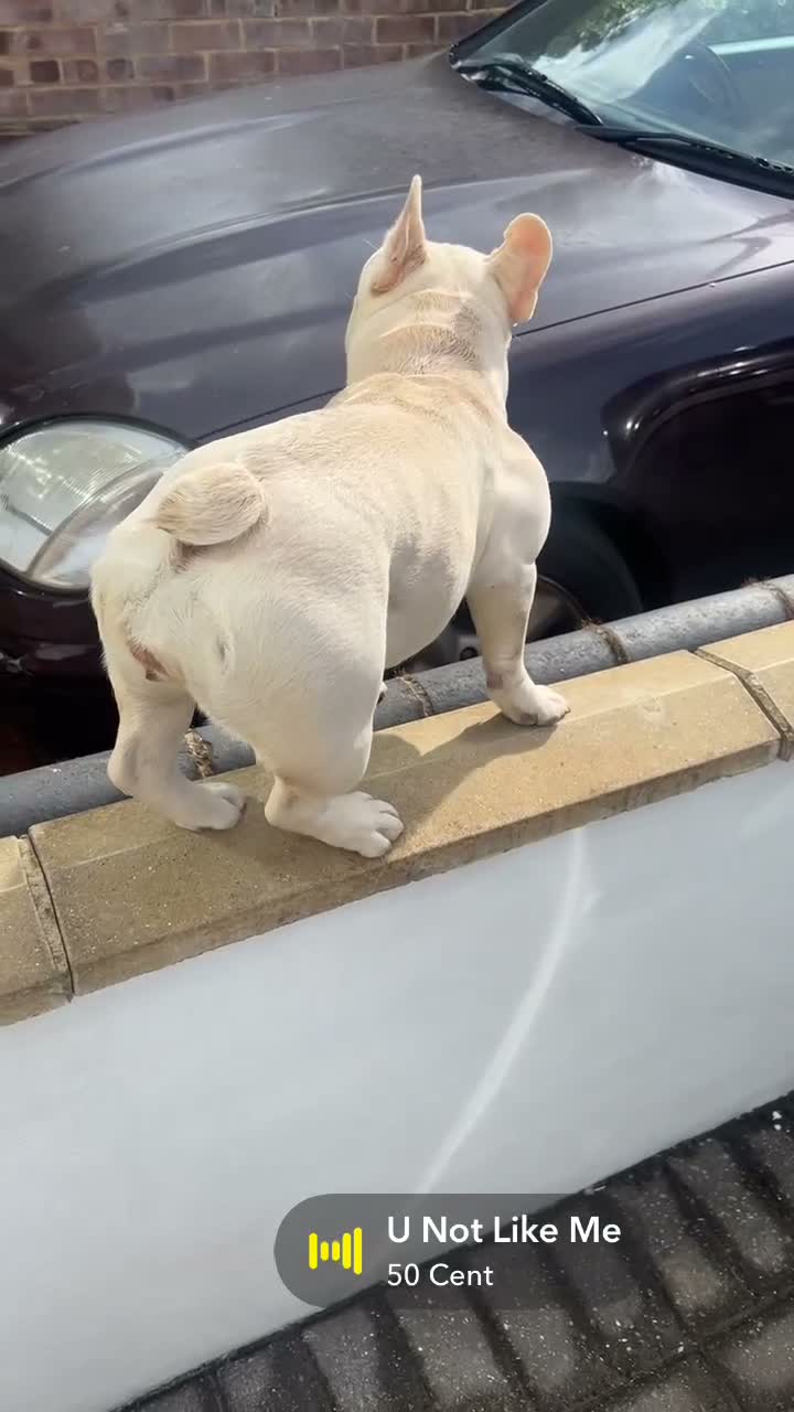 French Bulldog dogs for sale: Fresh bulldog - Video 1