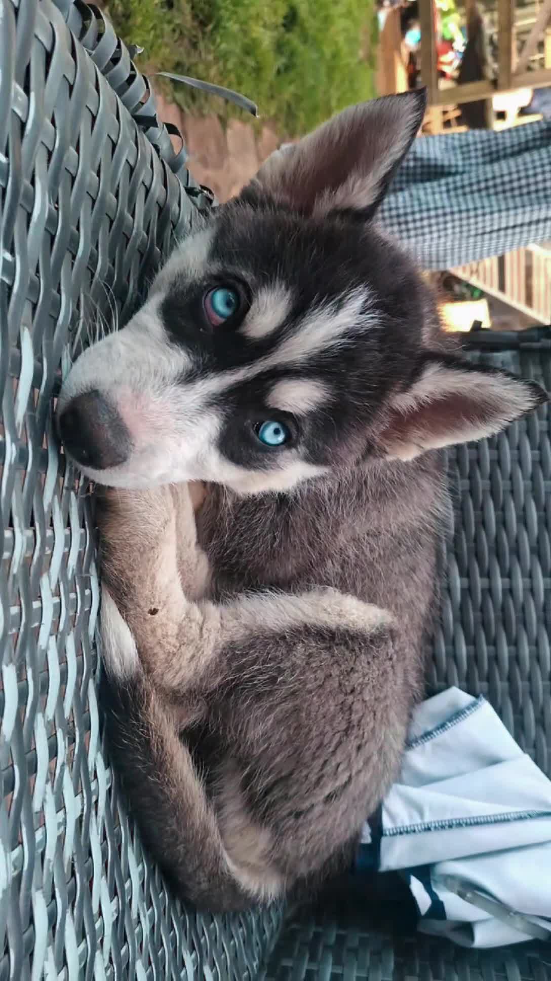 Pomsky dogs for sale: ❤️ G E O R G E O U S POMSKY PUPPIES READY TODAY ❤️ - Video 4