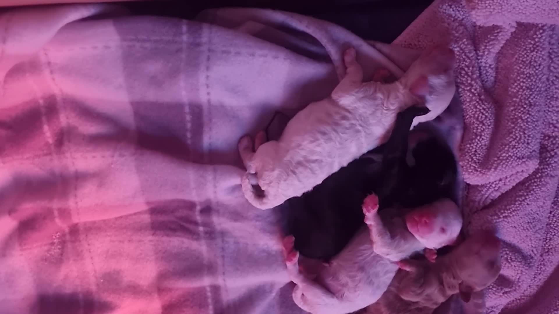 Toy Poodle dogs for sale: Toy poodle puppy - Video 1