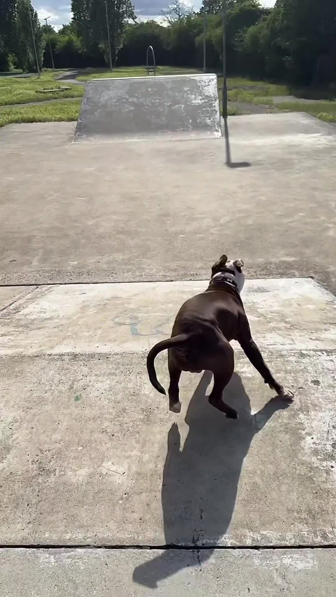 American Bull Staffy dogs for sale: American Staffordshire Terrier - Video 4