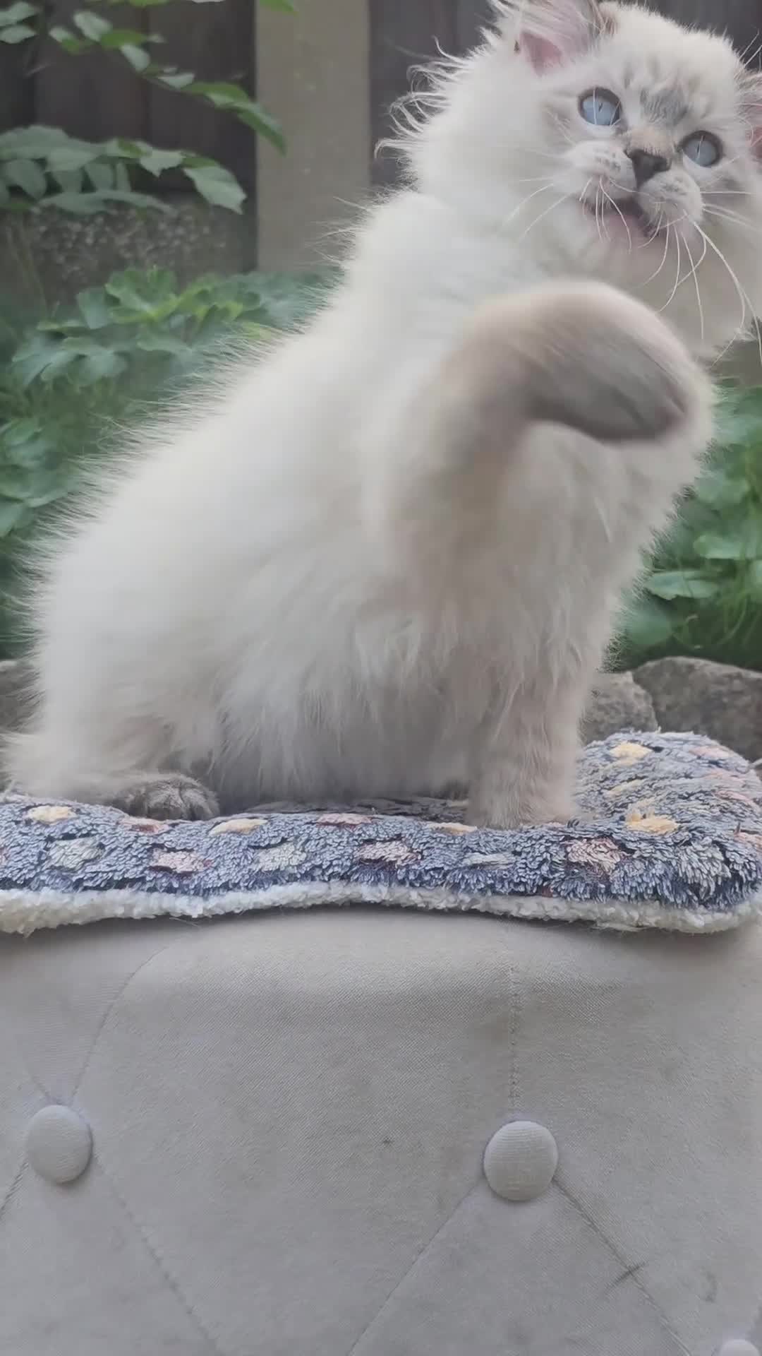 Ragdoll cats for sale: Stunning TICA-Registered Ragdoll Boys Ready Now  - Video 1