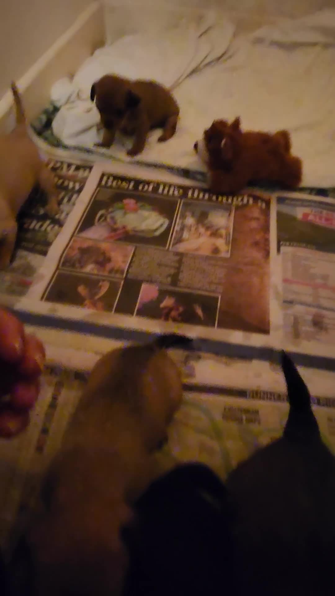 Mixed Breed dogs for sale: Beautiful jackchi puppies  - Video 2