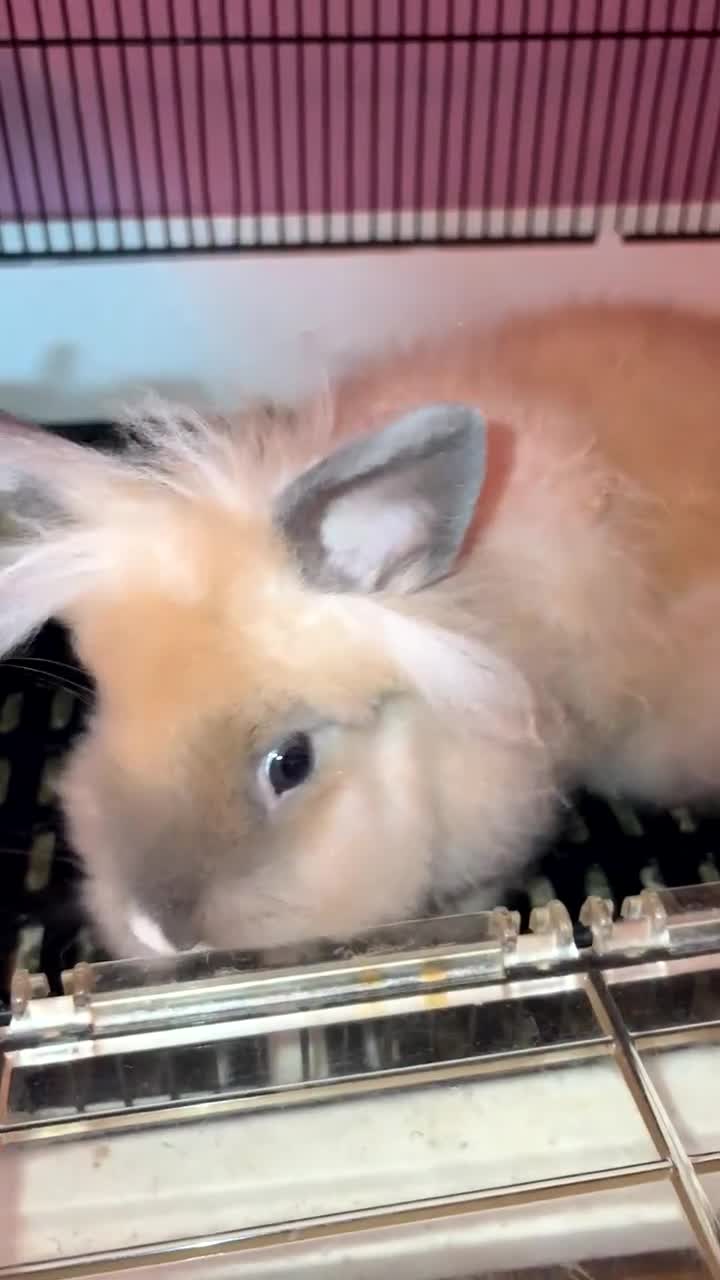 Lionhead rabbits for sale: Lion head rabbit - Video 1