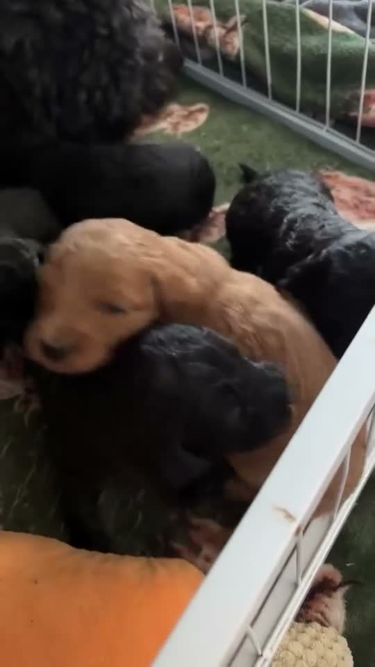 Cockapoo dogs for sale: Cockapoo Puppies  - Video 1