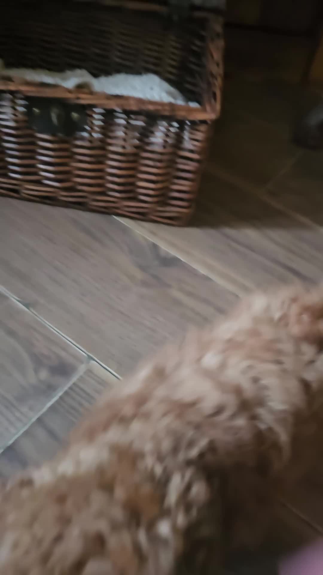 Toy Poodle dogs for sale: Toy poodle  - Video 1