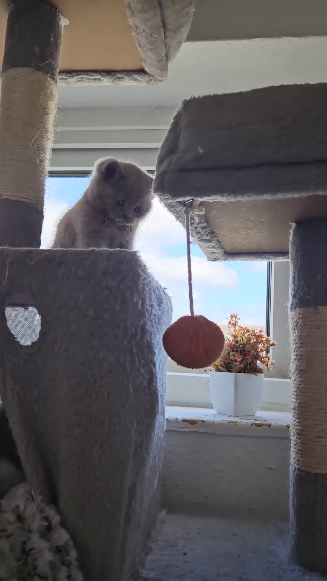British Shorthair cats for sale: Full British Shorthair Kittens - Video 2