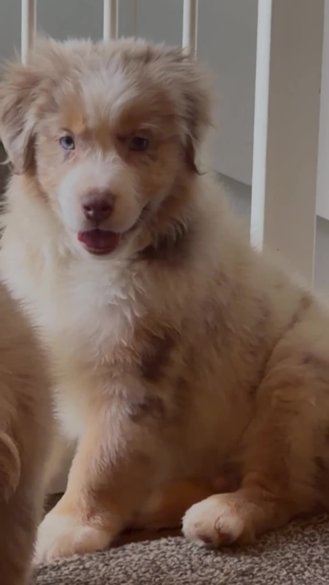 Miniature American Shepherd dogs for sale: 1 x Red Merle Mini American Shepherd Puppy - Boy - Video 1