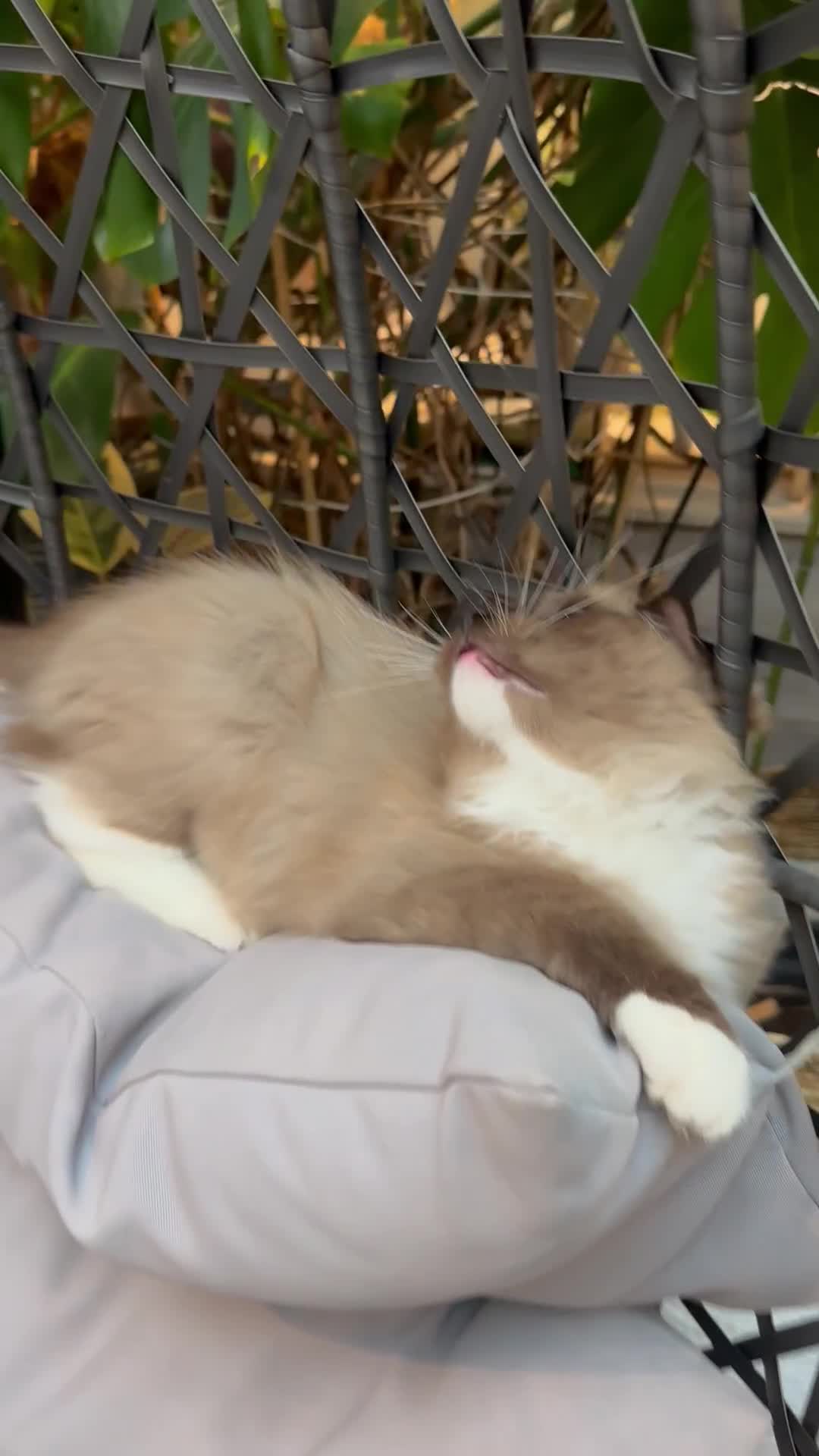 Ragdoll cats for sale: Rare European Chunky ragdolls - Video 4