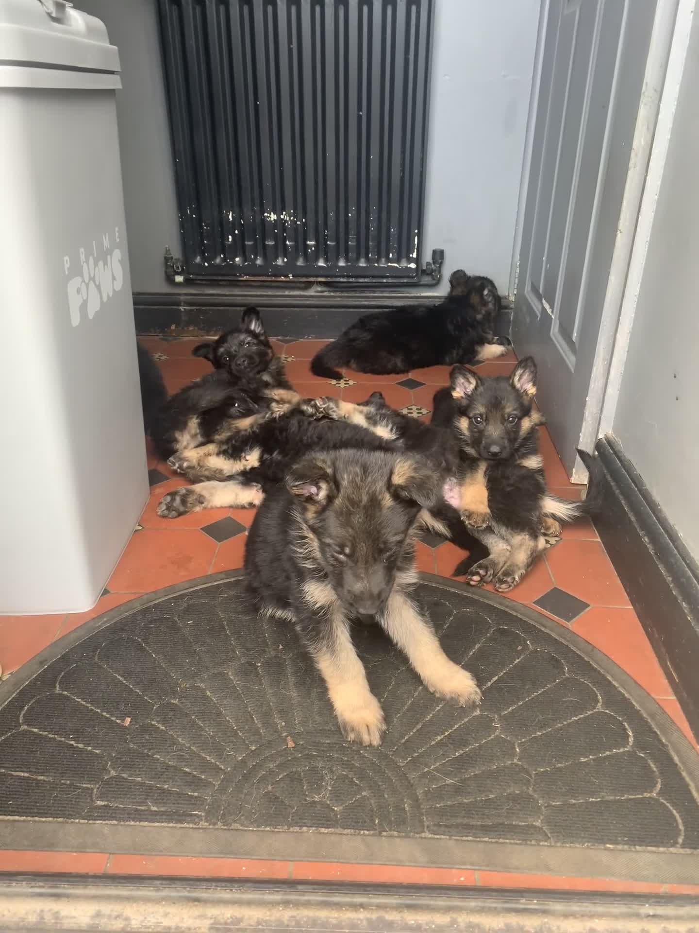 German Shepherd dogs for sale: German Shepherd puppies Males and Females in Belvedere - Video 1
