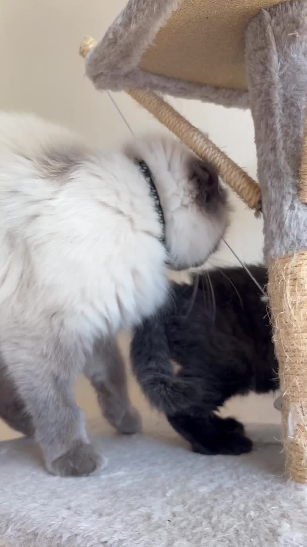 Ragdoll cats for sale: Mixed Siamese/Ragdoll kittens for sale in Harrow - Video 1