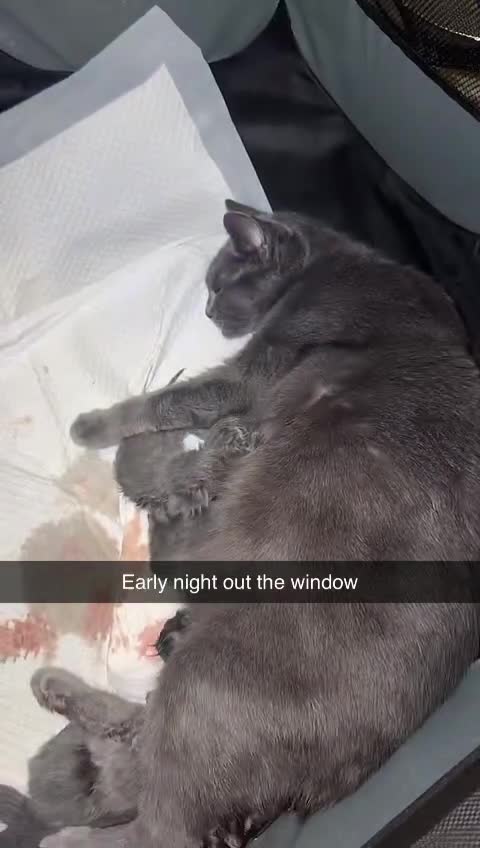 British Shorthair cats for sale: Chunky blue bsh/russian blue - Video 2